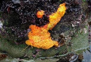 ��钬���y�����كm�[�g  Oiso Municipal Museum