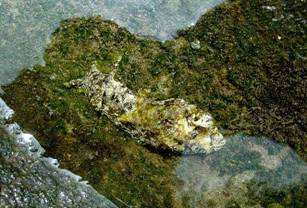 ��钬���y�����كm�[�g  Oiso Municipal Museum