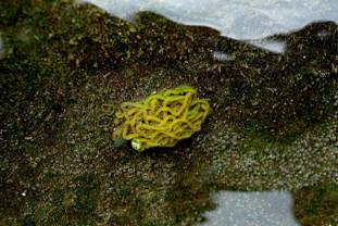 ��钬���y�����كm�[�g  Oiso Municipal Museum