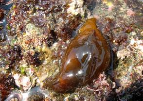 ��钬���y�����كm�[�g  Oiso Municipal Museum