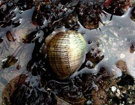 ��钬���y�����كm�[�g  Oiso Municipal Museum