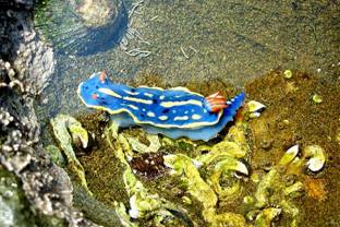 ��钬���y�����كm�[�g  Oiso Municipal Museum