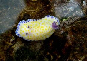 ��钬���y�����كm�[�g  Oiso Municipal Museum