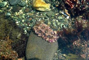 ��钬���y�����كm�[�g  Oiso Municipal Museum