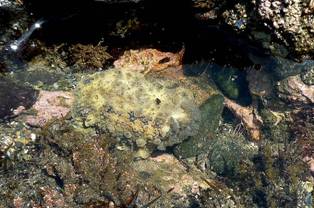 ��钬���y�����كm�[�g  Oiso Municipal Museum