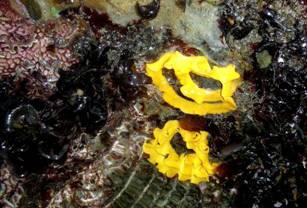 ��钬���y�����كm�[�g  Oiso Municipal Museum