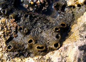 ��钬���y�����كm�[�g  Oiso Municipal Museum