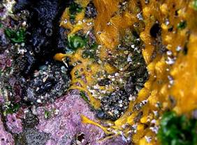 ��钬���y�����كm�[�g  Oiso Municipal Museum