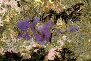 ��钬���y�����كm�[�g  Oiso Municipal Museum