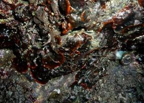 ��钬���y�����كm�[�g  Oiso Municipal Museum