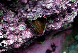 ��钬���y�����كm�[�g  Oiso Municipal Museum