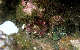 ��钬���y�����كm�[�g  Oiso Municipal Museum