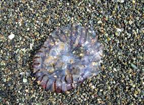 ��钬���y�����كm�[�g  Oiso Municipal Museum