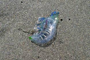 ��钬���y�����كm�[�g  Oiso Municipal Museum