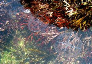 ��钬���y�����كm�[�g  Oiso Municipal Museum