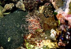 ��钬���y�����كm�[�g  Oiso Municipal Museum