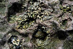 ��钬���y�����كm�[�g  Oiso Municipal Museum