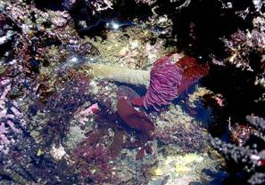 ��钬���y�����كm�[�g  Oiso Municipal Museum