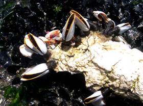 ��钬���y�����كm�[�g  Oiso Municipal Museum