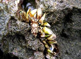 ��钬���y�����كm�[�g  Oiso Municipal Museum