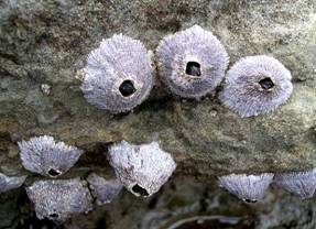 ��钬���y�����كm�[�g  Oiso Municipal Museum