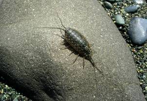 ��钬���y�����كm�[�g  Oiso Municipal Museum