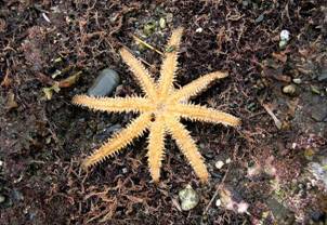 ��钬���y�����كm�[�g  Oiso Municipal Museum