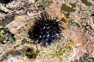 ��钬���y�����كm�[�g  Oiso Municipal Museum