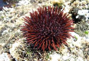 ��钬���y�����كm�[�g  Oiso Municipal Museum