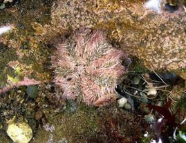 ��钬���y�����كm�[�g  Oiso Municipal Museum