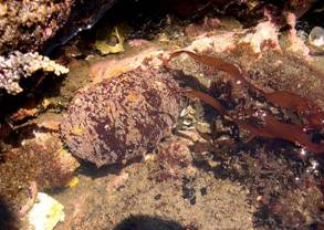 ��钬���y�����كm�[�g  Oiso Municipal Museum