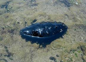 ��钬���y�����كm�[�g  Oiso Municipal Museum