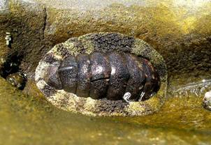 ��钬���y�����كm�[�g  Oiso Municipal Museum