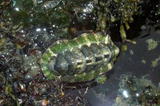 ��钬���y�����كm�[�g  Oiso Municipal Museum