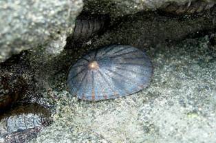 ��钬���y�����كm�[�g  Oiso Municipal Museum