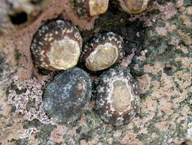 ��钬���y�����كm�[�g  Oiso Municipal Museum