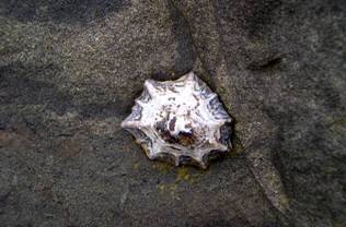 ��钬���y�����كm�[�g  Oiso Municipal Museum