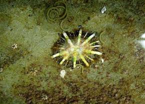 ��钬���y�����كm�[�g  Oiso Municipal Museum