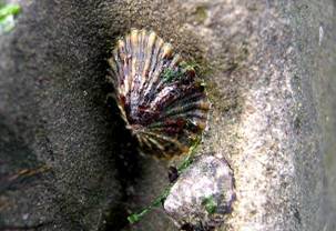 ��钬���y�����كm�[�g  Oiso Municipal Museum