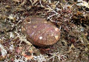 ��钬���y�����كm�[�g  Oiso Municipal Museum