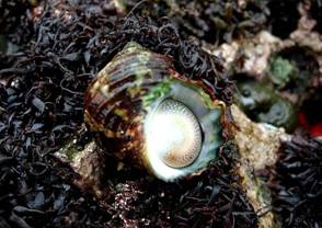 ��钬���y�����كm�[�g  Oiso Municipal Museum