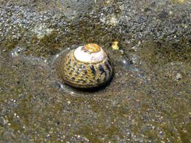 ��钬���y�����كm�[�g  Oiso Municipal Museum