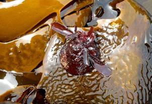 ��钬���y�����كm�[�g  Oiso Municipal Museum