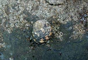 ��钬���y�����كm�[�g  Oiso Municipal Museum