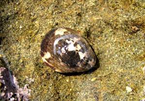 ��钬���y�����كm�[�g  Oiso Municipal Museum