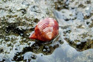 ��钬���y�����كm�[�g  Oiso Municipal Museum