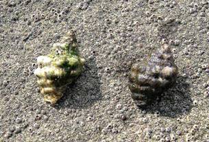 ��钬���y�����كm�[�g  Oiso Municipal Museum