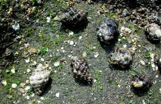 ��钬���y�����كm�[�g  Oiso Municipal Museum