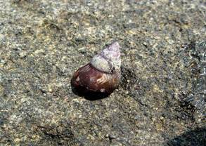 ��钬���y�����كm�[�g  Oiso Municipal Museum