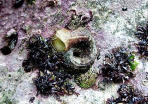 ��钬���y�����كm�[�g  Oiso Municipal Museum